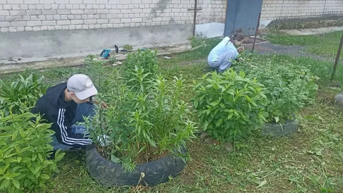 клумбы2